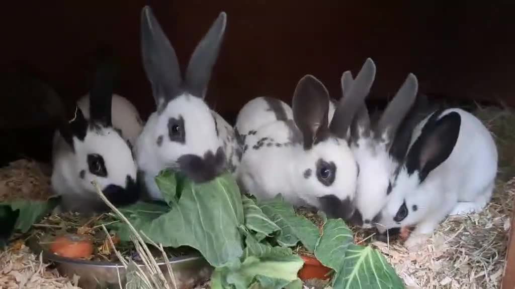 English rabbits for sale: Fully vaccinated pure English rabbits - ready now! - Video 1