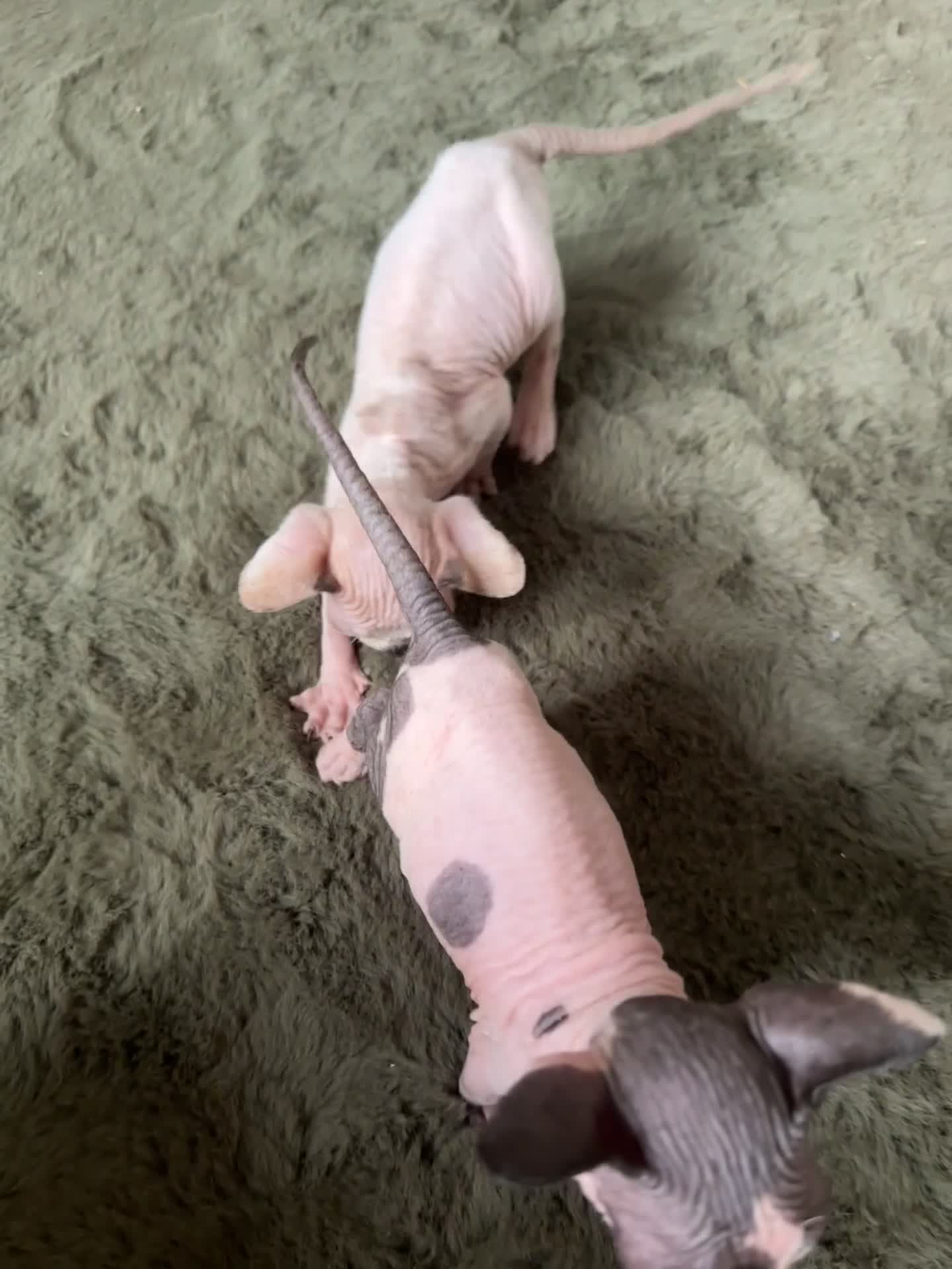 Sphynx cats for sale:  6 Beautiful Sphynx Kittens Ready Soon – 5★ - Video 1