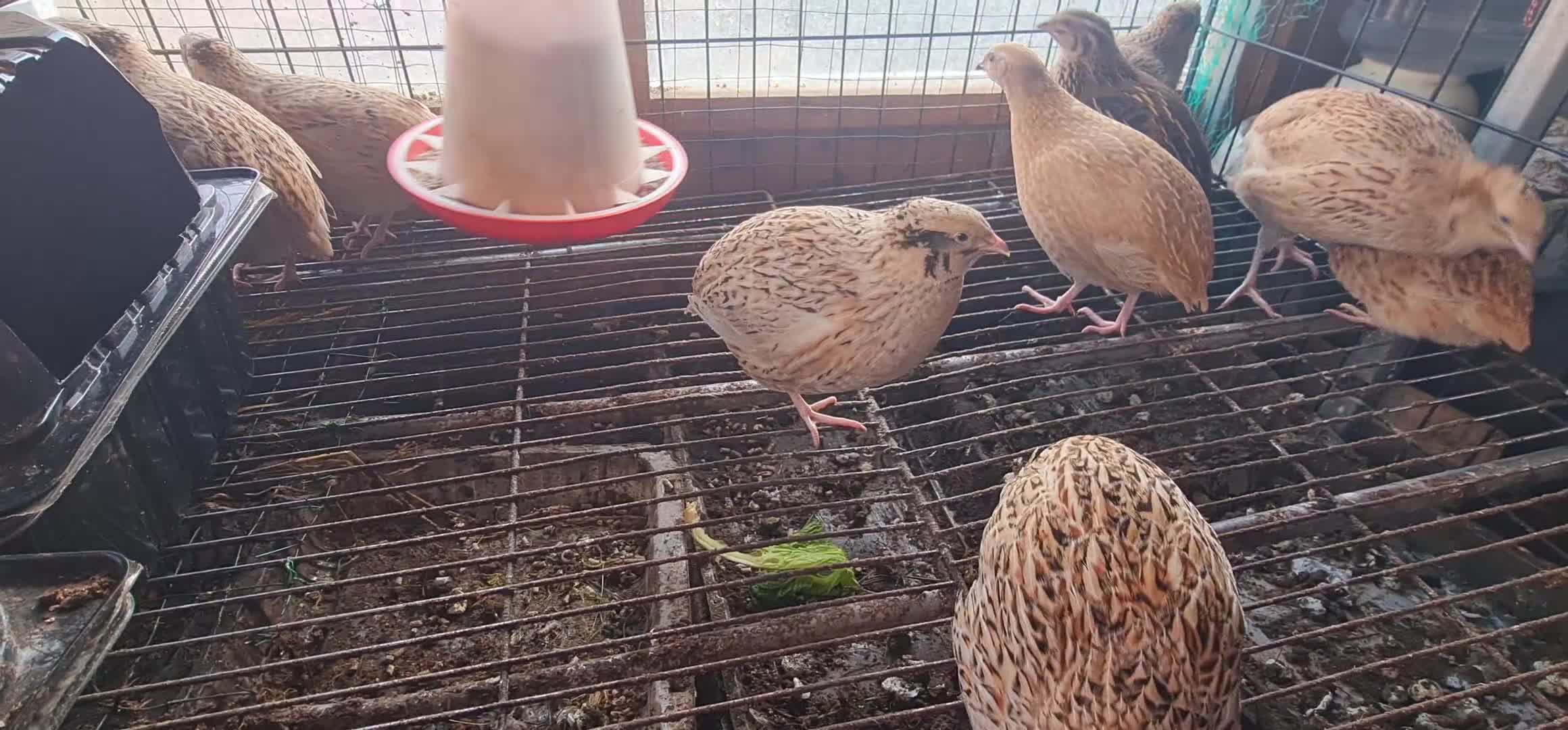 Quail poultry for sale: Jumbo Coturnix Quails Japanes Italian fertile eggs - Video 1