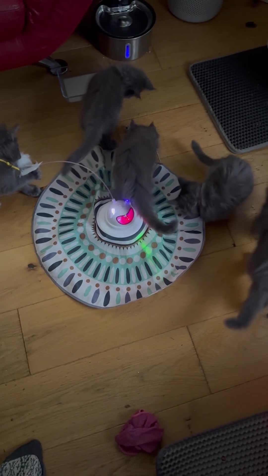 Maine Coon cats for sale: 3 Female 4 Male - Video 1