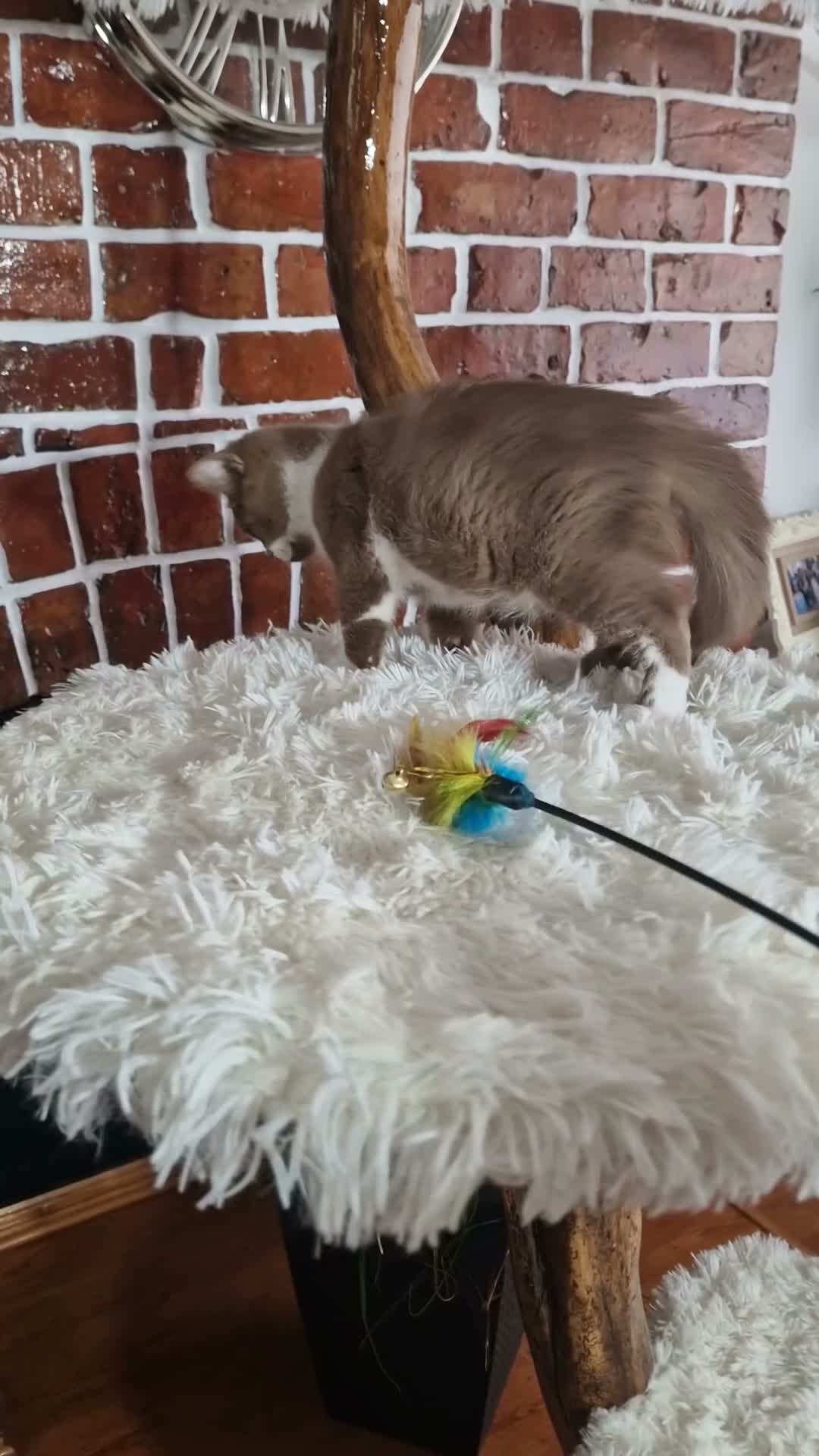 British Shorthair cats for sale: Tica Reg British Shorthair Cinamon  / White boy in Wigan - Video 1
