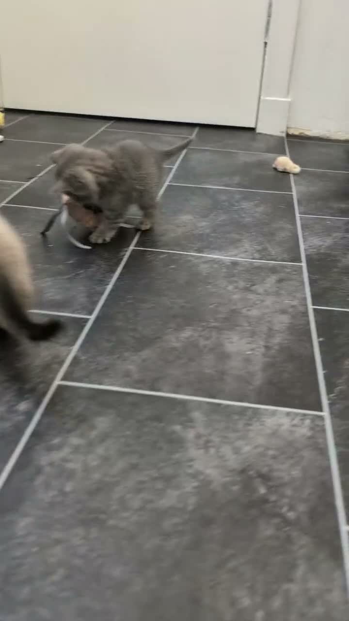 British Shorthair cats for sale: British Shorthair Kittens – Ready to Go Now in Renfrew - Video 2