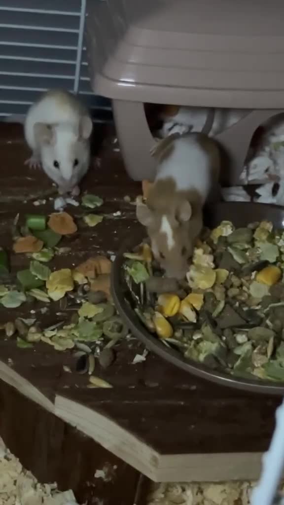 Mouse rodents for sale: 2 bonded female mice and cage  - Video 1