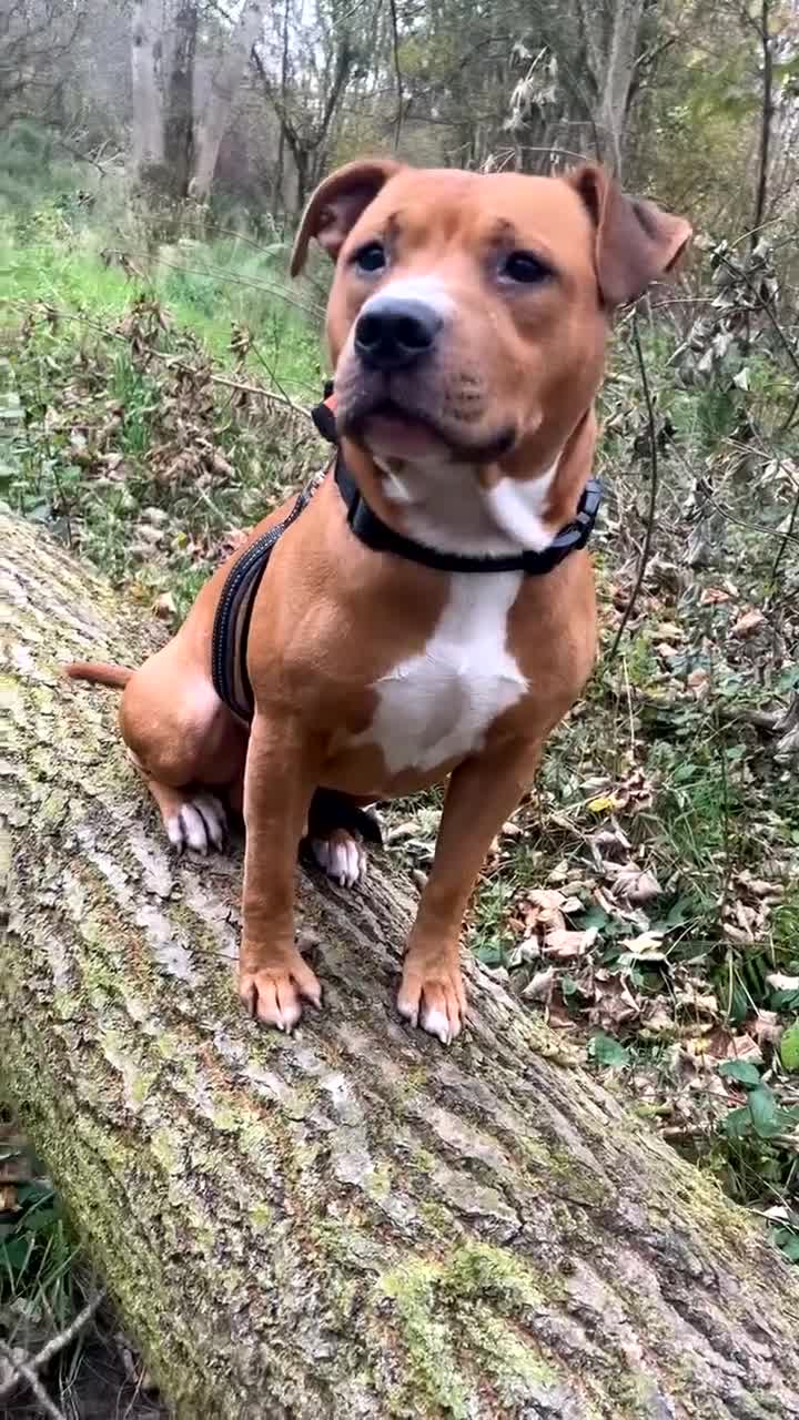 Mixed Breed dogs for sale: Bully staffy pups  - Video 1