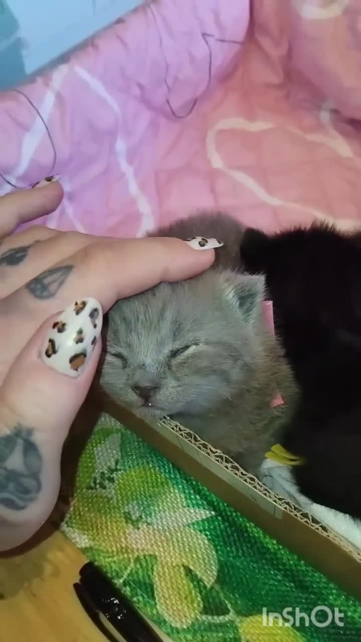 British Shorthair cats for sale: BSH  x DSH  - Video 1
