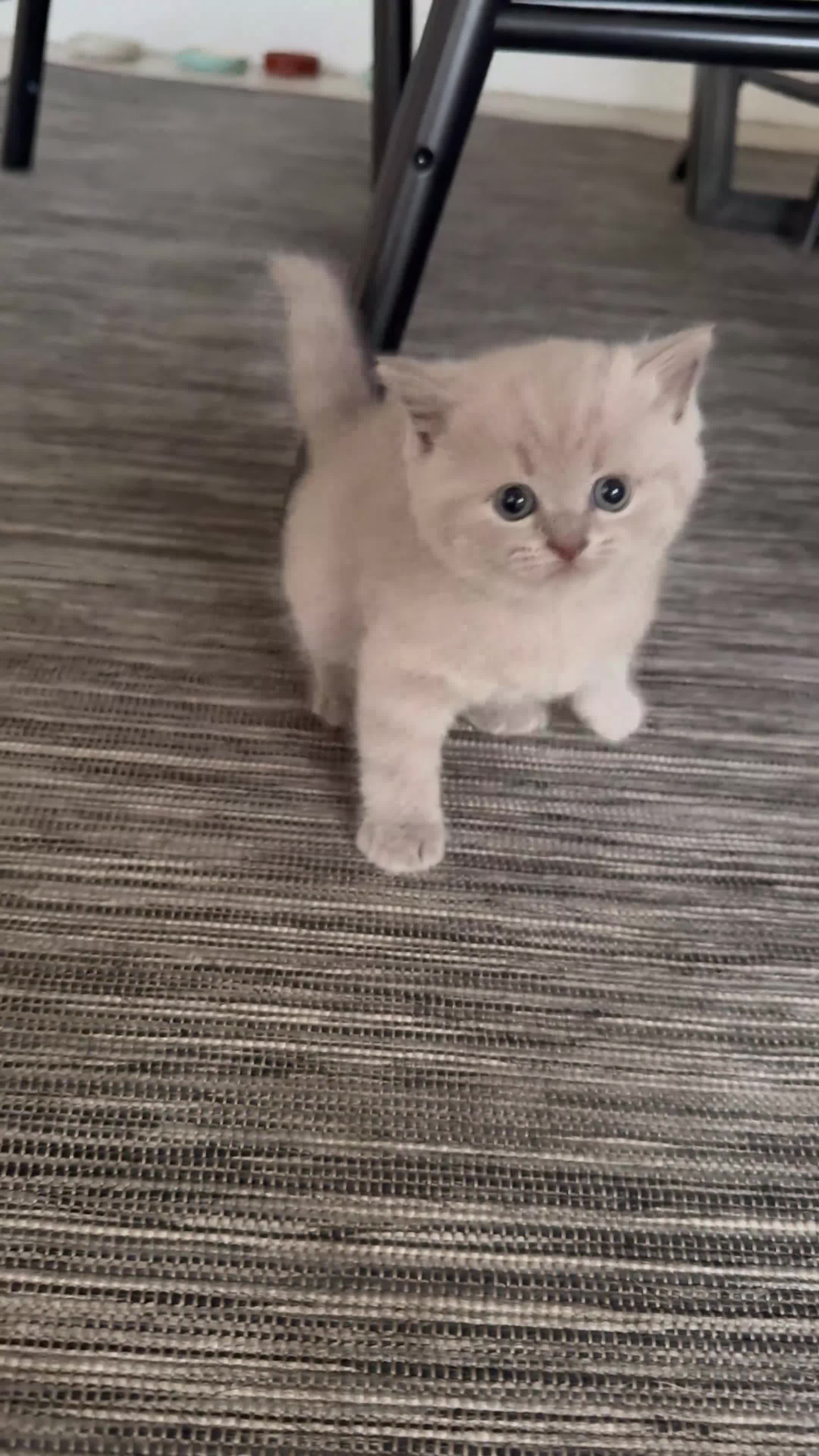 British Shorthair cats for sale: Girl BSH blue kitten available end of August  - Video 3