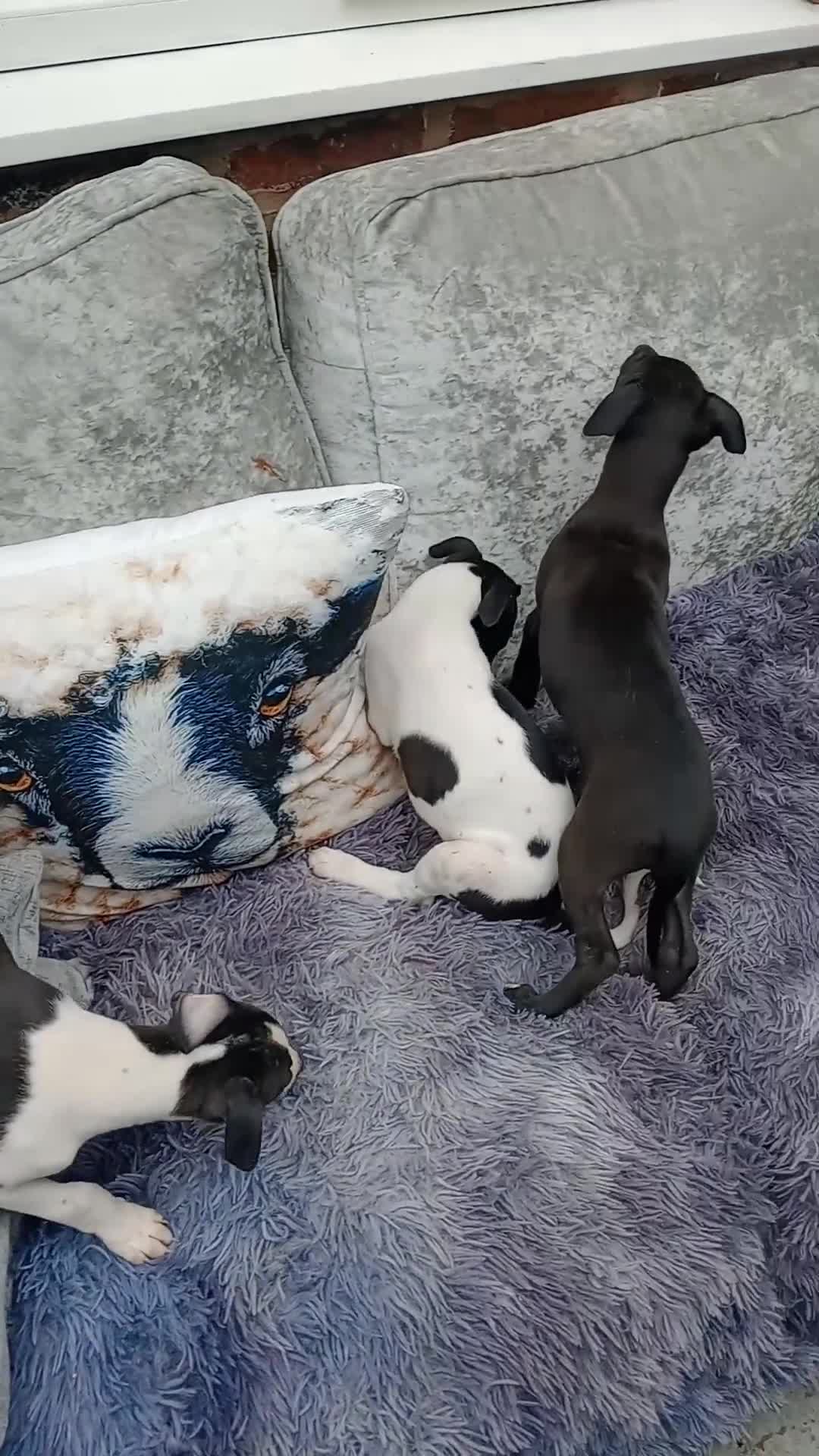 Whippet dogs for sale: K C registered whippet puppies  in Llansantffraid - Video 1