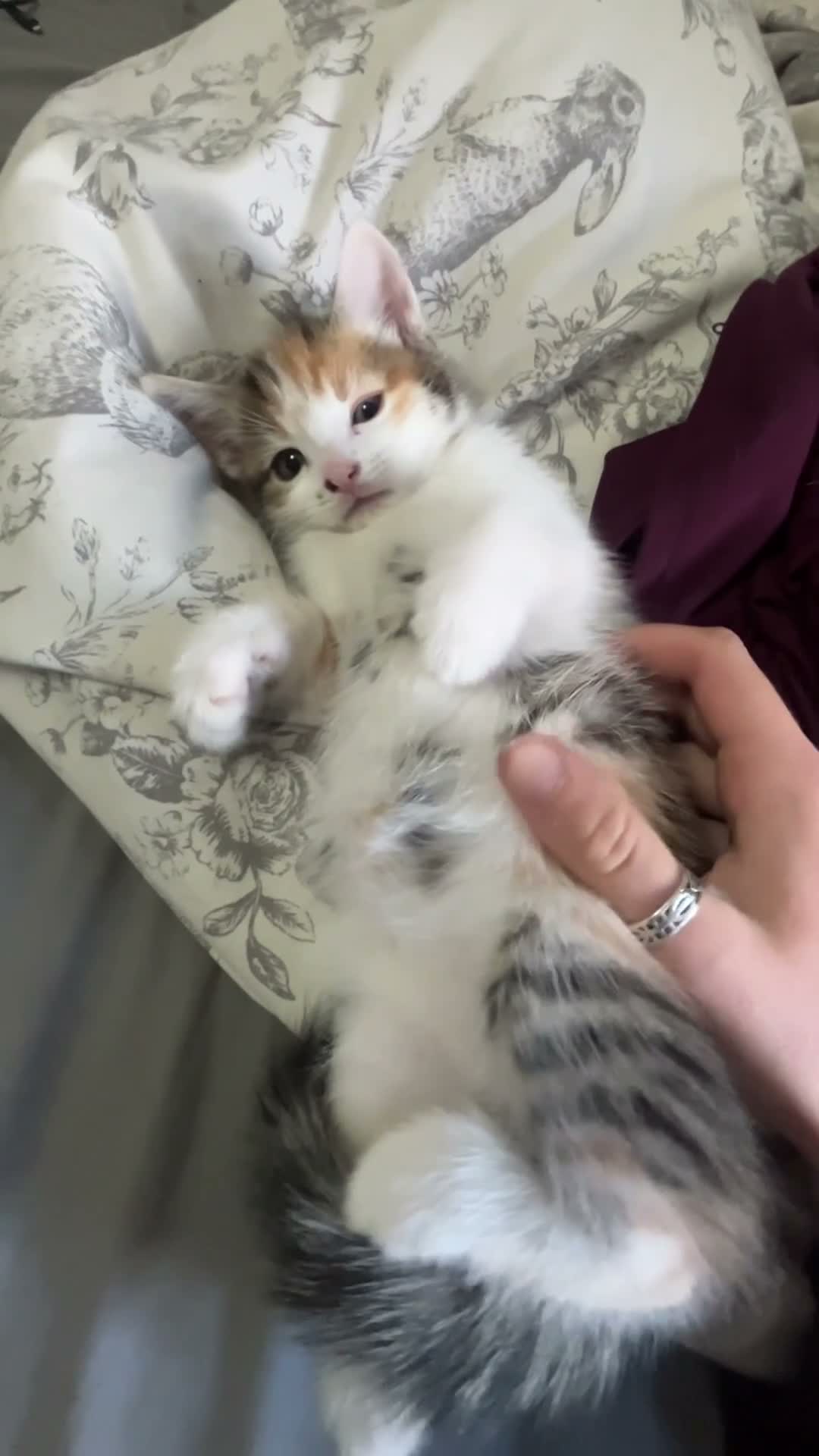 Mixed Breed cats for sale: 2 beautiful mixed breed kittens. - Video 2