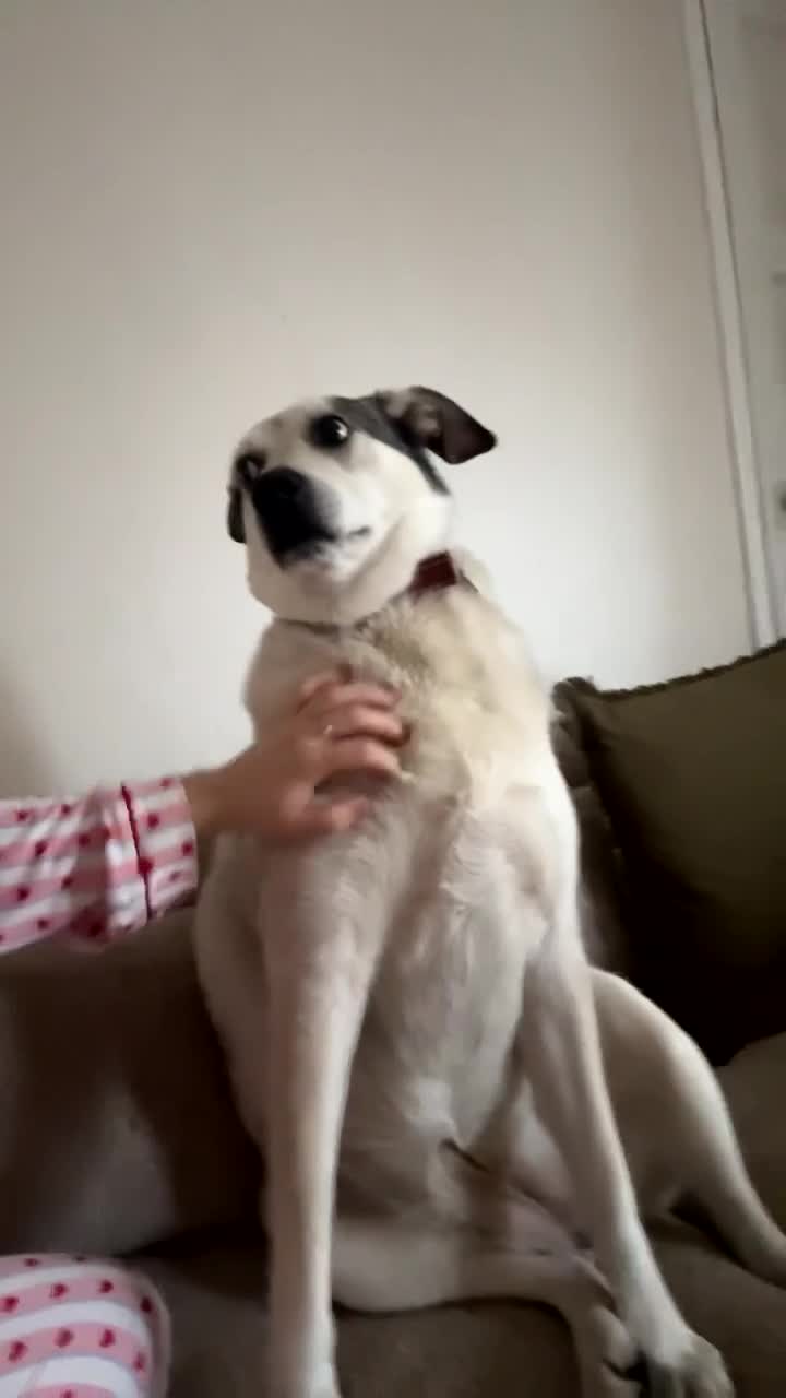 Mixed Breed dogs for sale: Peppa - Video 1