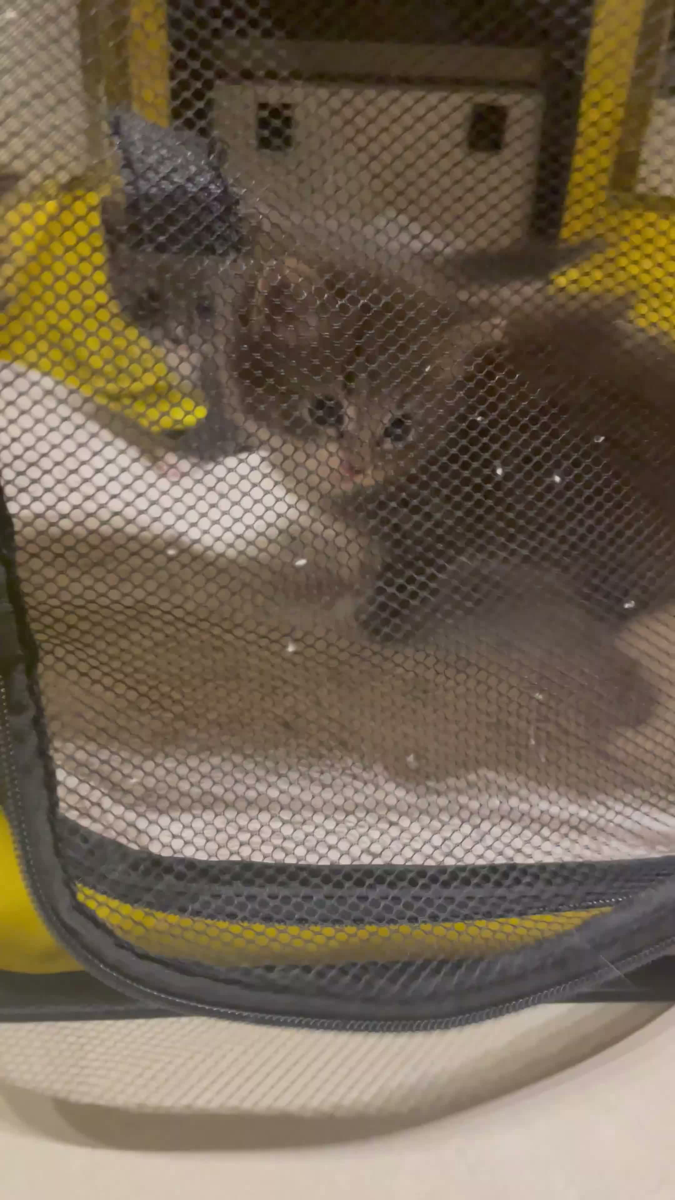 Ragdoll cats for sale:  Blue Ragdoll X Beautiful Fluffy Kittens  - Video 1