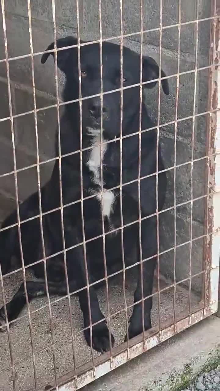 Mixed Breed dogs for adoption: Kofi foster or adopt please - Video 2