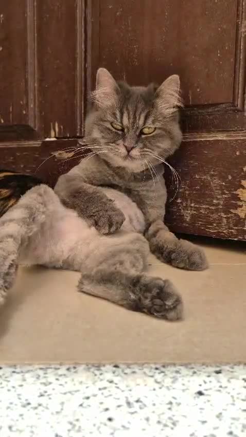 Domestic Shorthair cats for adoption: Bodiccea - Video 2