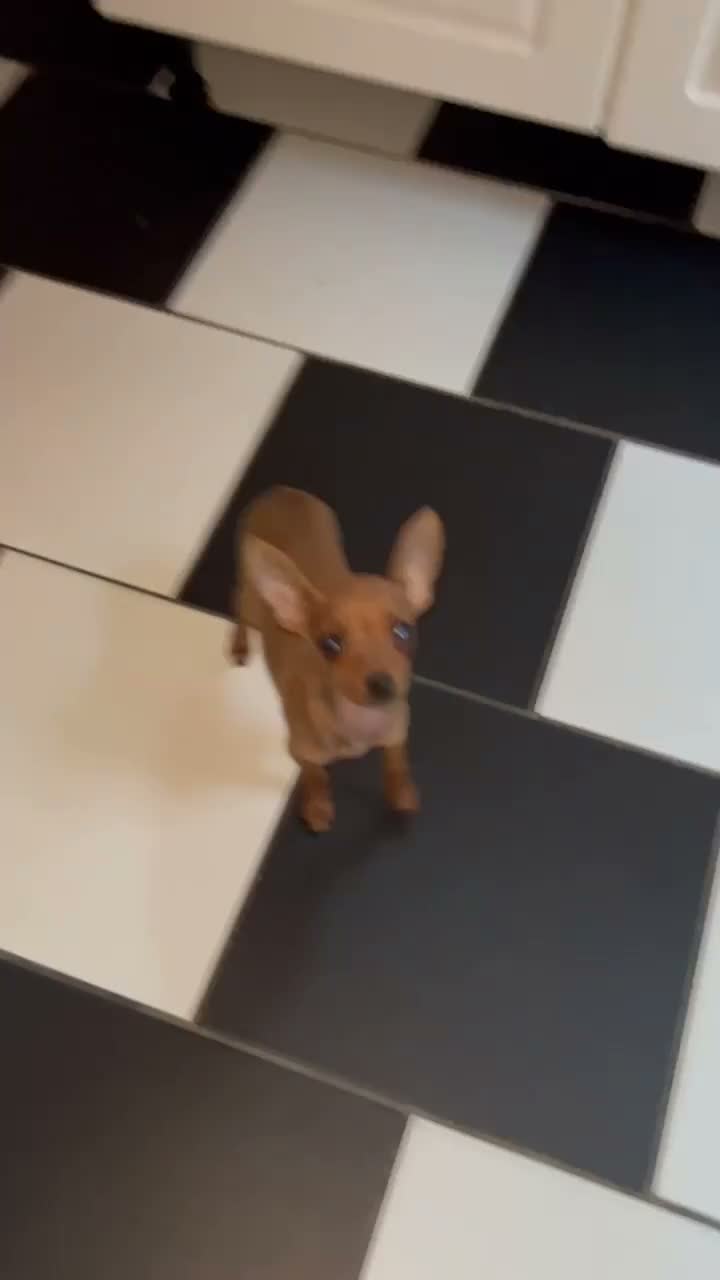 Miniature Pinscher dogs for sale: MINI PINTCHER FEMALE  - Video 1