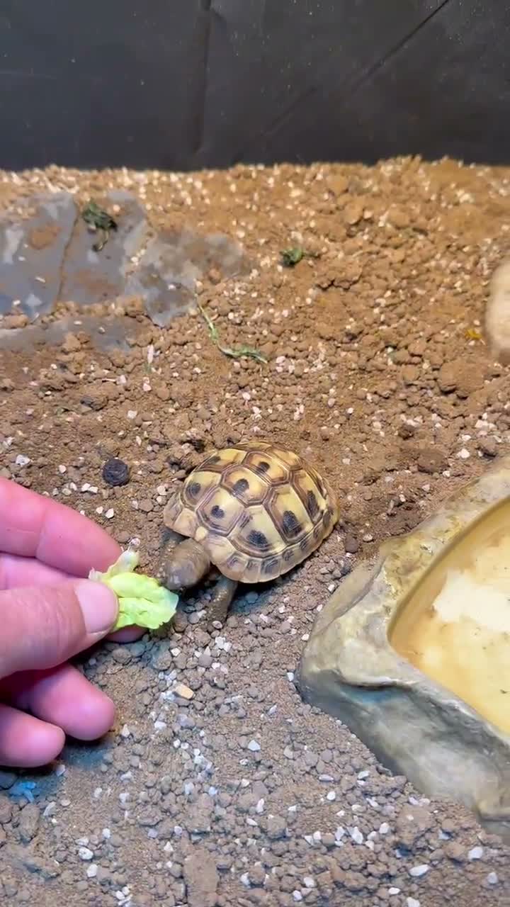 Hermann Tortoise reptiles for sale: Lovely young Hermann’s Tortoise - Video 1