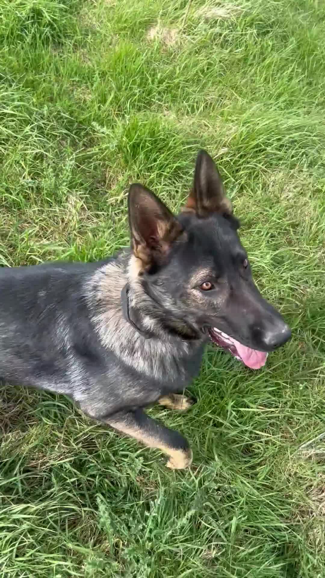 German Shepherd dogs for sale: Sam - German Shepherd GSD - Video 1