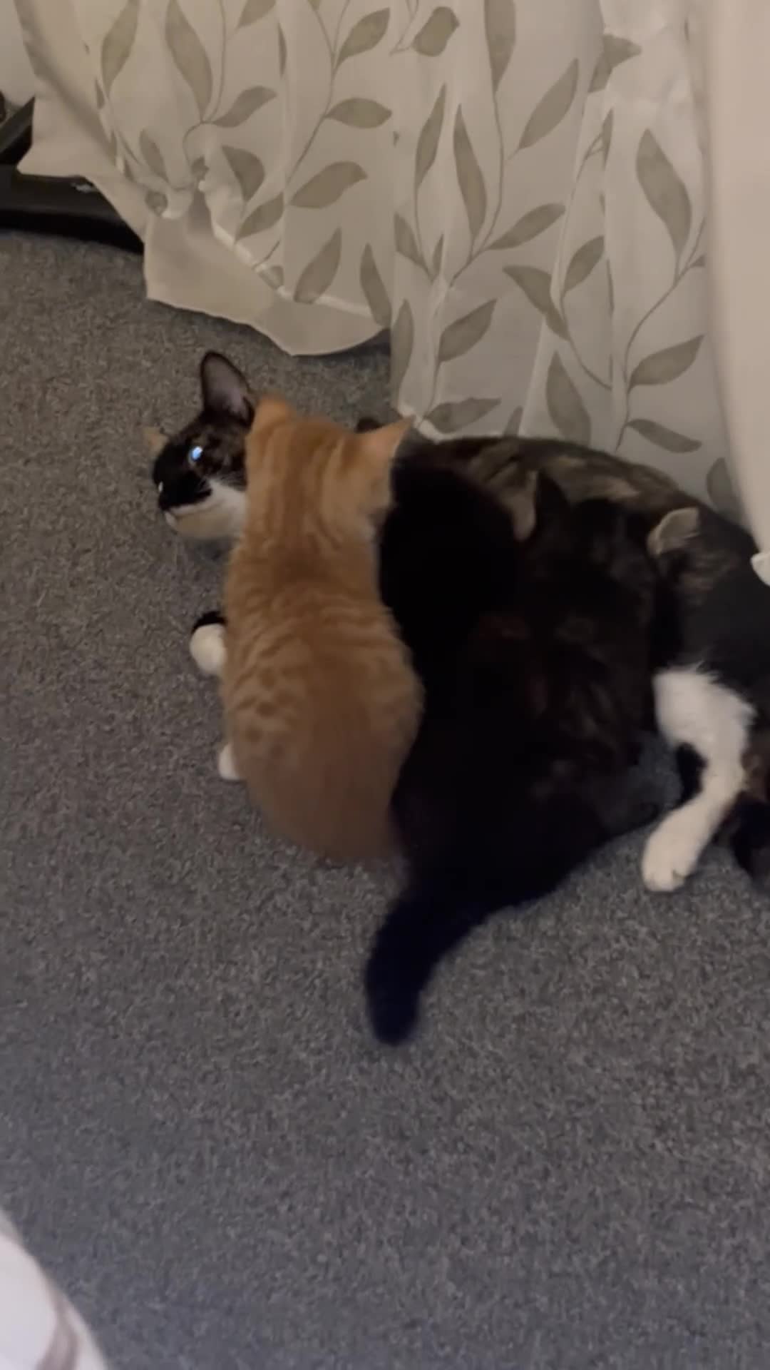 Mixed Breed cats for sale: Kittens ready to go - Video 1