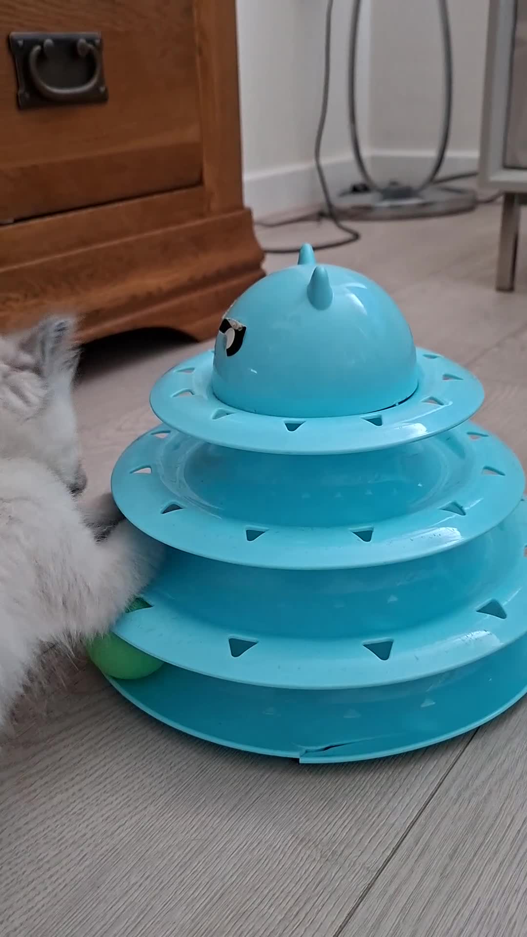 Ragdoll cats for sale: Stunning Ragdoll kittens  - Video 1