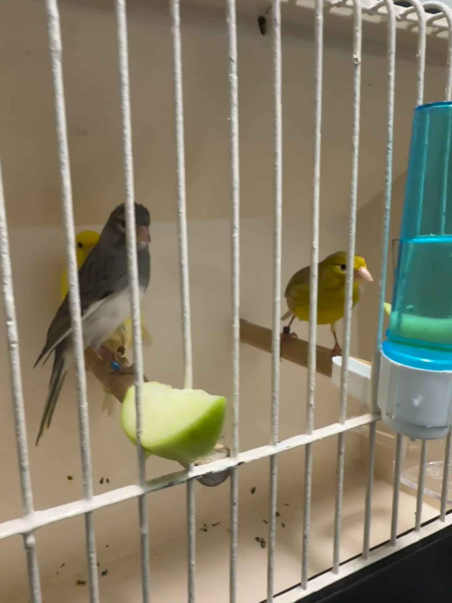 Canaries birds for sale: Any canaries  in Stockport - Video 1