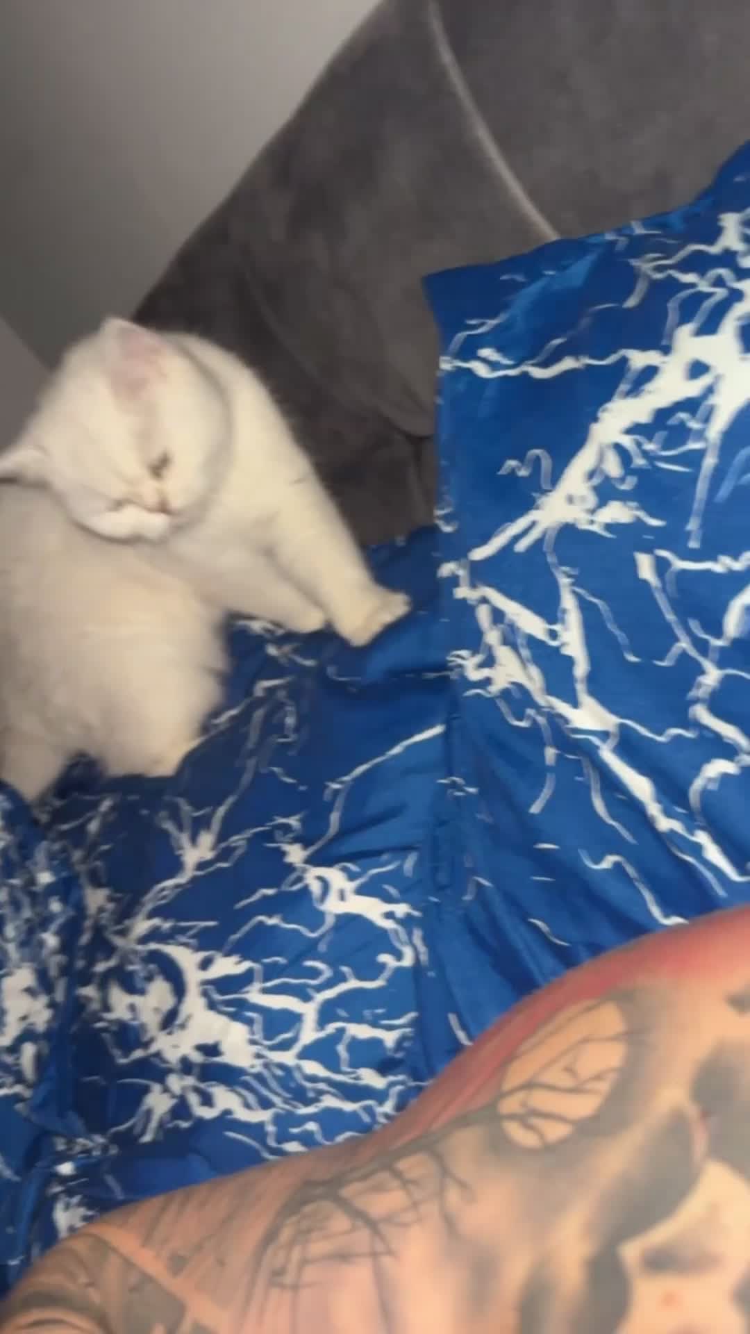 British Shorthair cats for sale: Luna looking for a lovely new family - Video 2