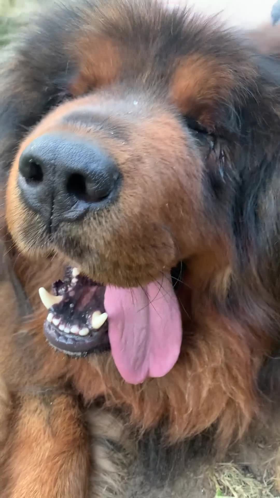 Tibetan Mastiff dogs for sale: 2 Wonderful Tibetan Mastiffs for rehoming - Video 1