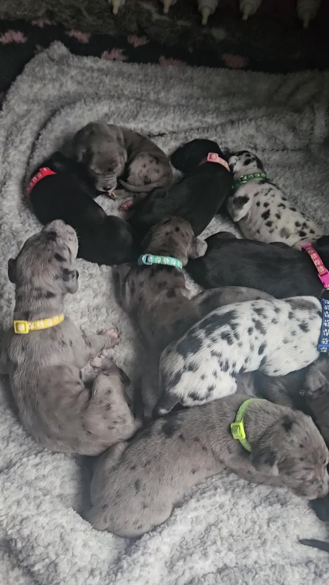 Great Dane dogs for sale: Great dane puppies  - Video 1