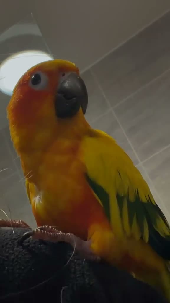 Conures birds for sale: Sun conure for sale (Male)  - Video 1