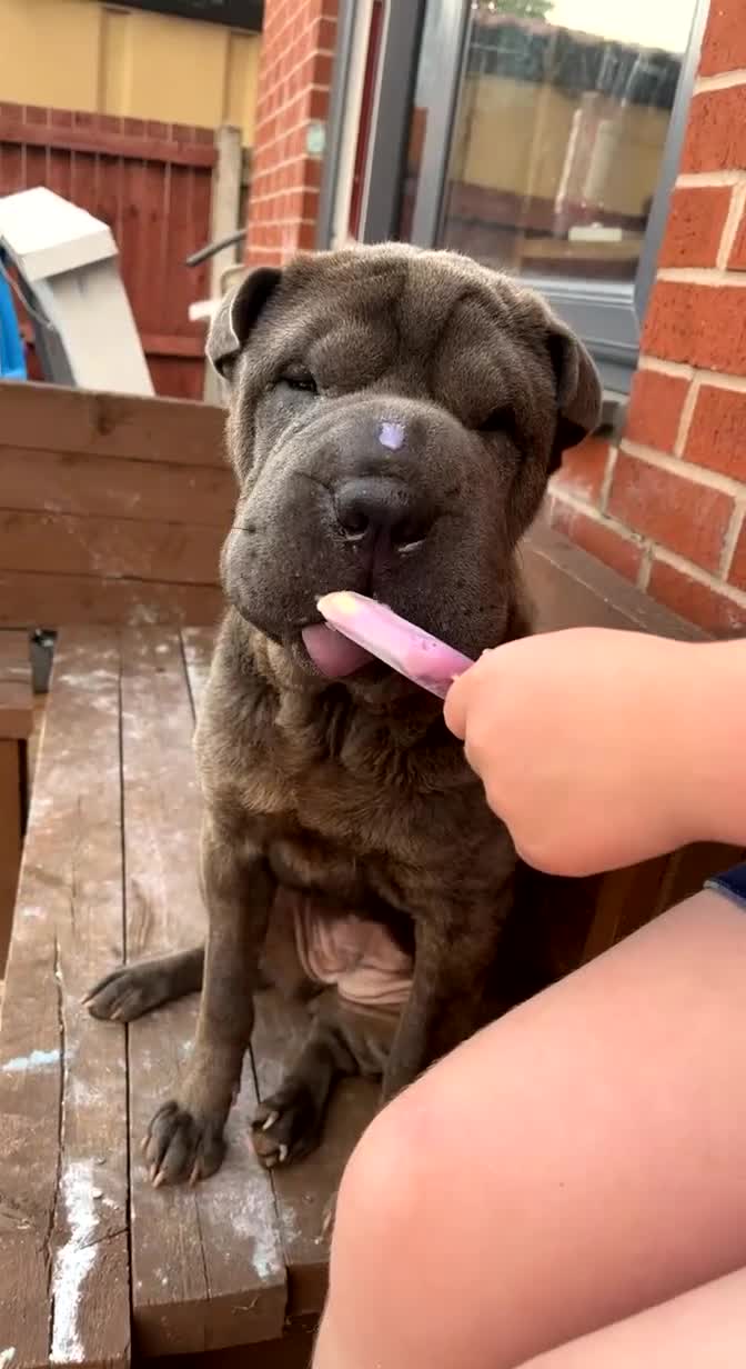 Shar Pei dogs for sale: Mika Female Shar Pei Age 4  - Video 3