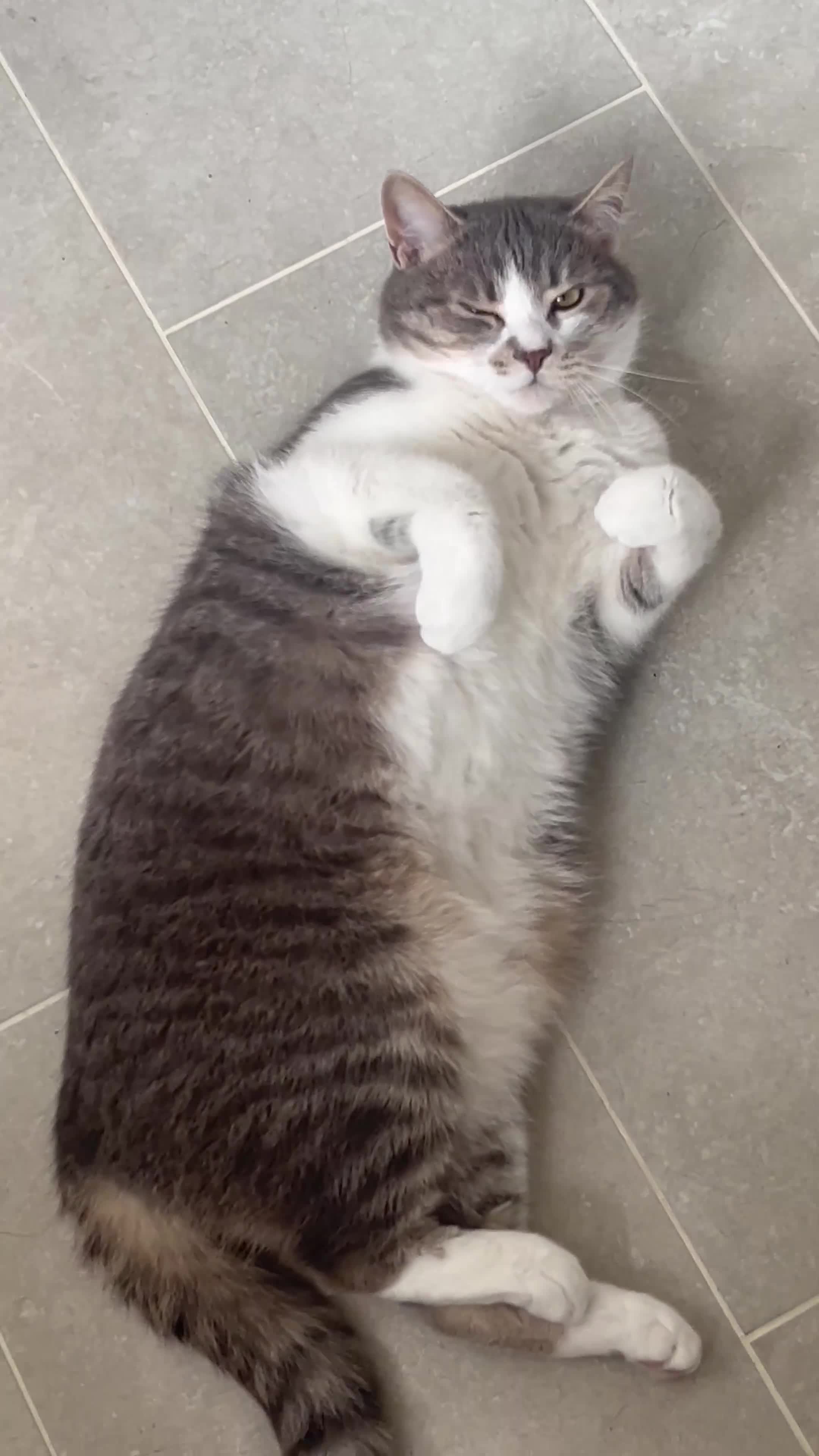 Mixed Breed cats for sale: Home for Leo  - Video 3