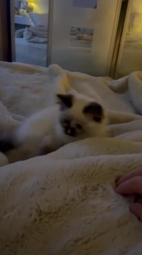 Ragdoll cats for sale: Cute ragdoll kitten - last girl left - Video 1