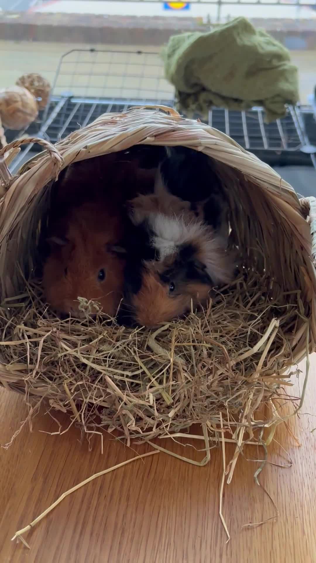 Guinea Pig rodents for sale: FREE - Two 8 month male guinea pigs - Video 1