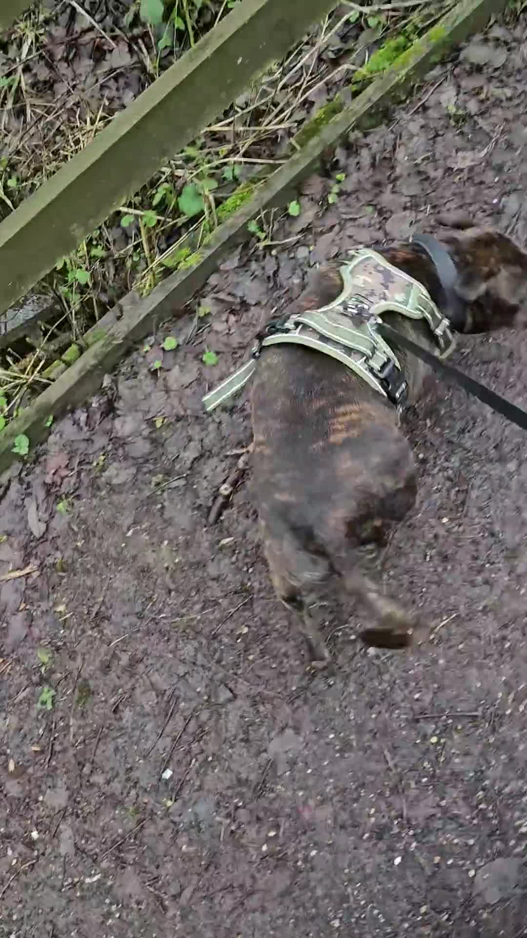 Staffordshire Bull Terrier dogs for sale: FUTURE LITTER ANNOUNCEMENT - Video 3