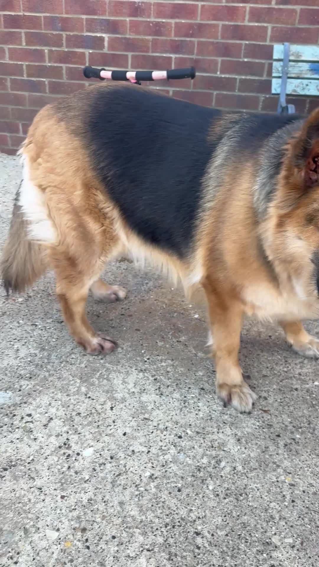 German Shepherd dogs for sale: German shepherd female  in Spalding - Video 1