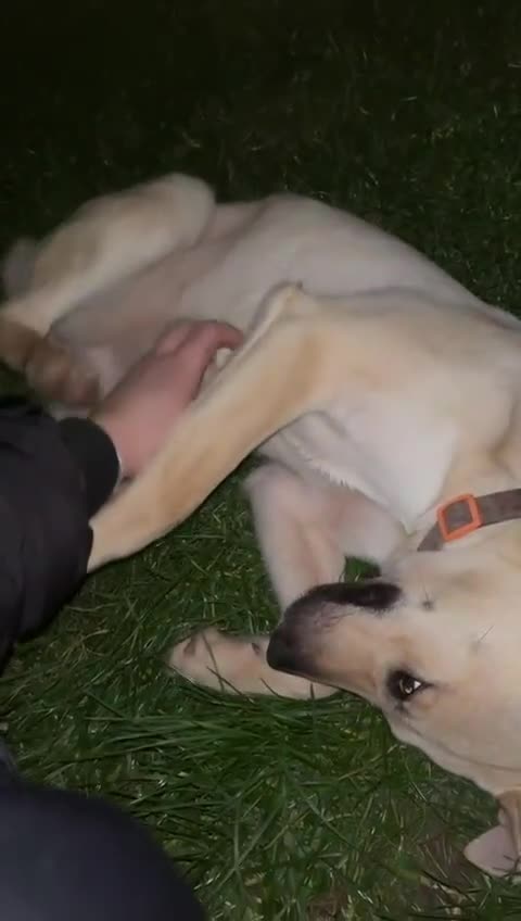 Mixed Breed dogs for sale: Beautiful German Shepherd girl - Video 1