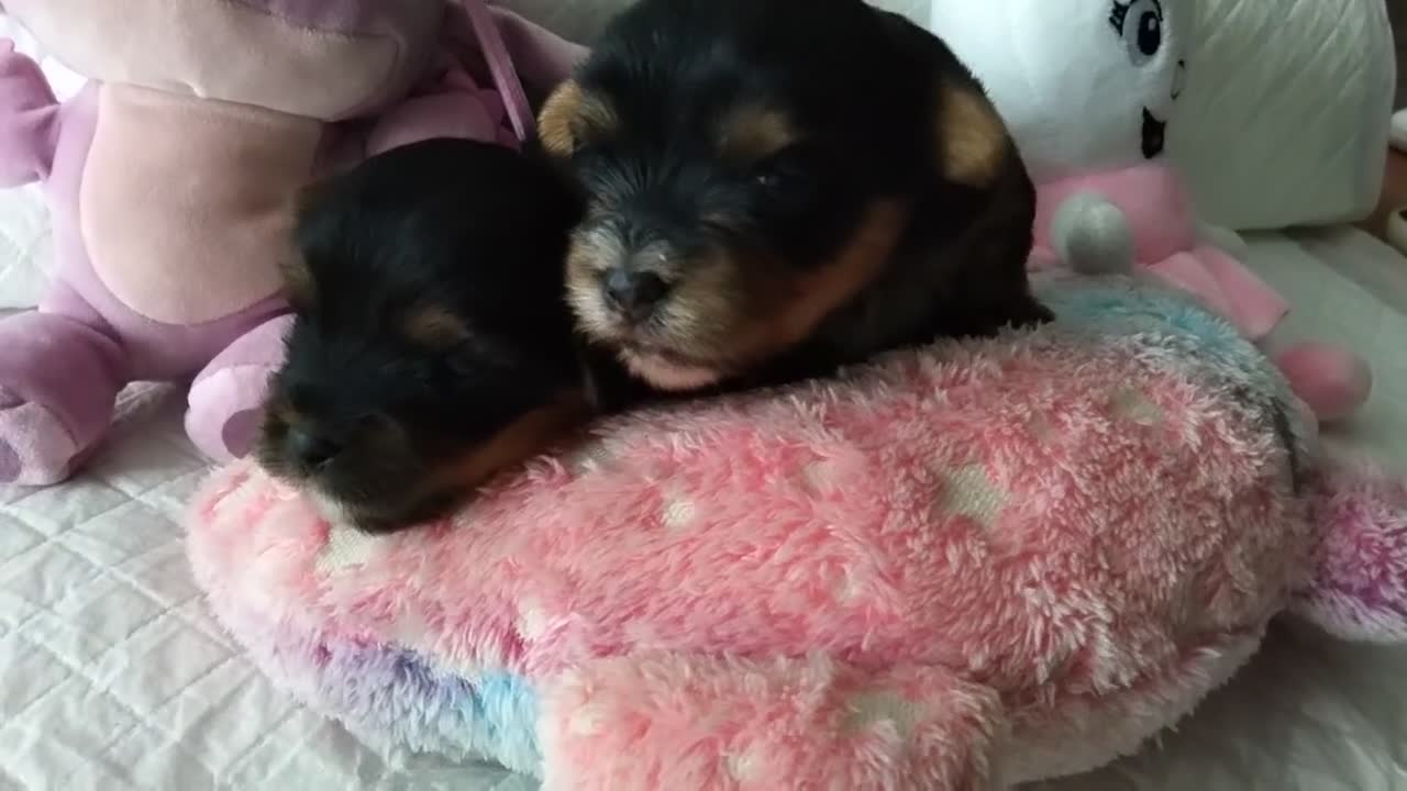 Yorkshire Terrier dogs for sale: 2 Sweter Yorkshire Terrier puppy in Swindon - Video 2