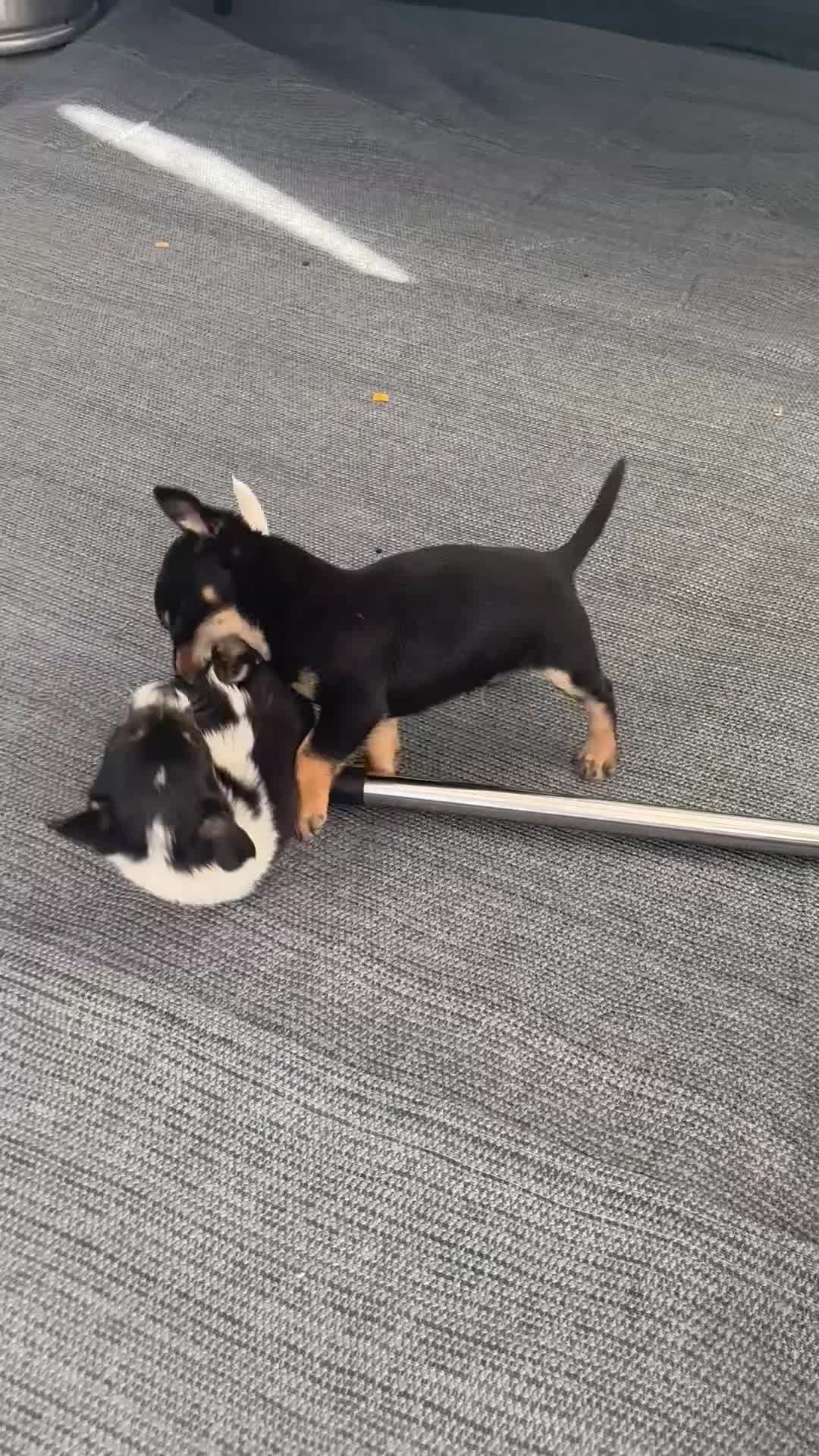 Mixed Breed dogs for sale: Jack Russell x - Video 1