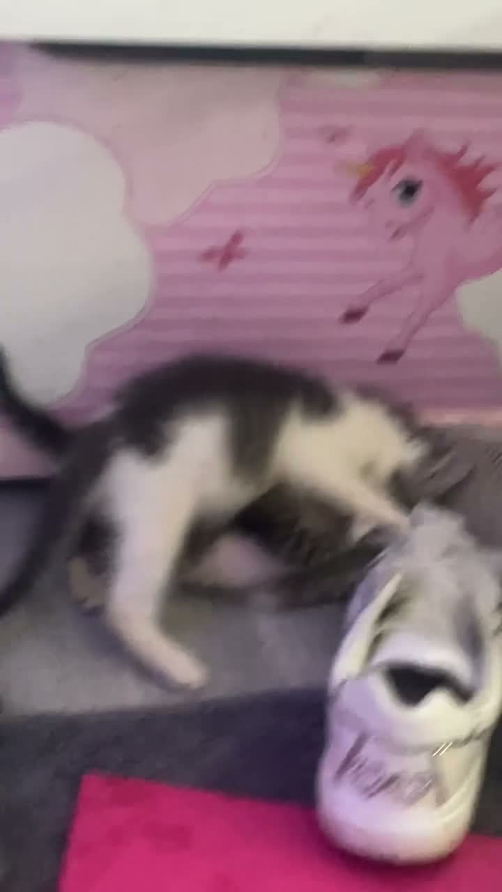 Mixed Breed cats for sale: Grey kitten for sale  in Ferndale - Video 1