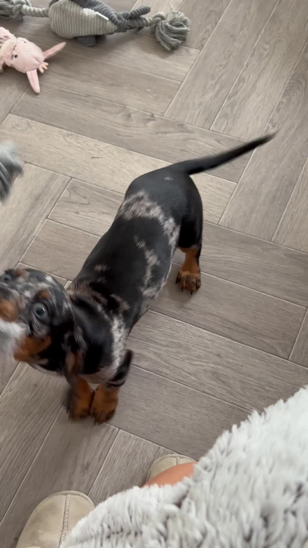 Miniature Dachshund dogs for sale: Two girl dashhounds  - Video 1