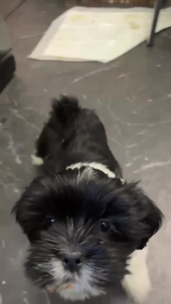 Lhasa Apso dogs for sale: Lhasa apso  - Video 1