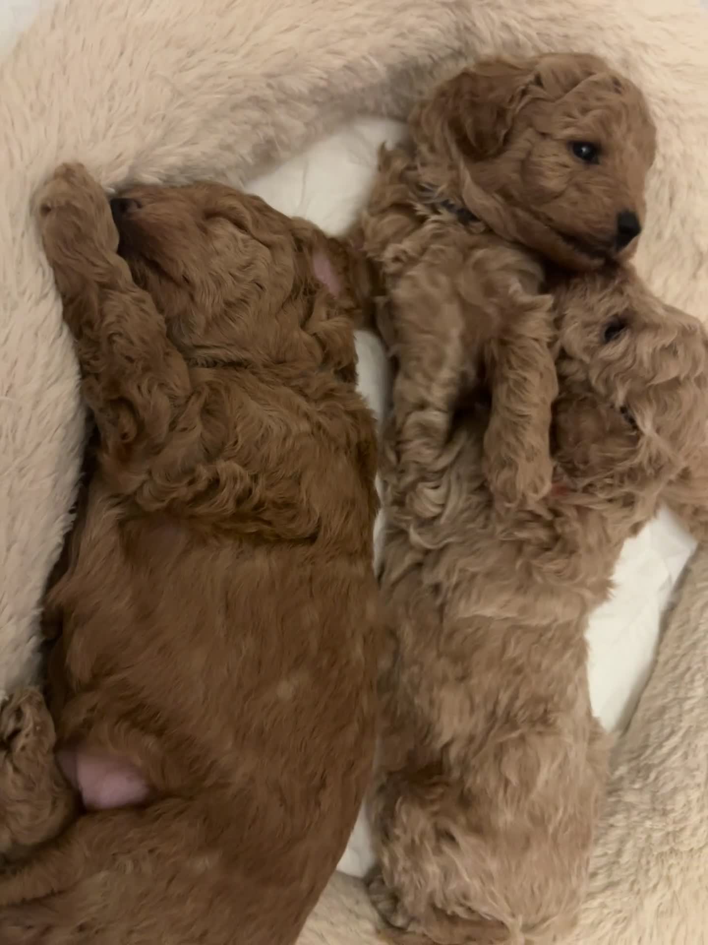 Toy Poodle dogs for sale: Gorgeous Toy Poodle Looking for Their Forever Home - Video 1