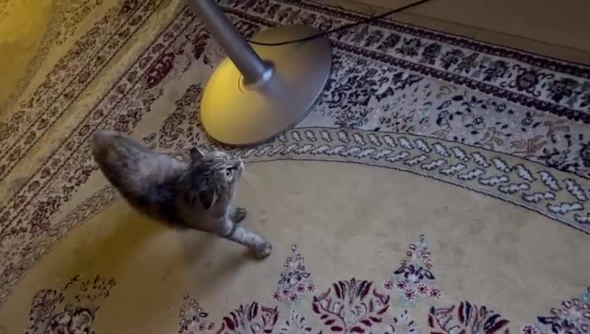 Mixed Breed cats for adoption: PERSE -ADORABLE VERY FRIENDLY KITTEN SPAYED - Video 4