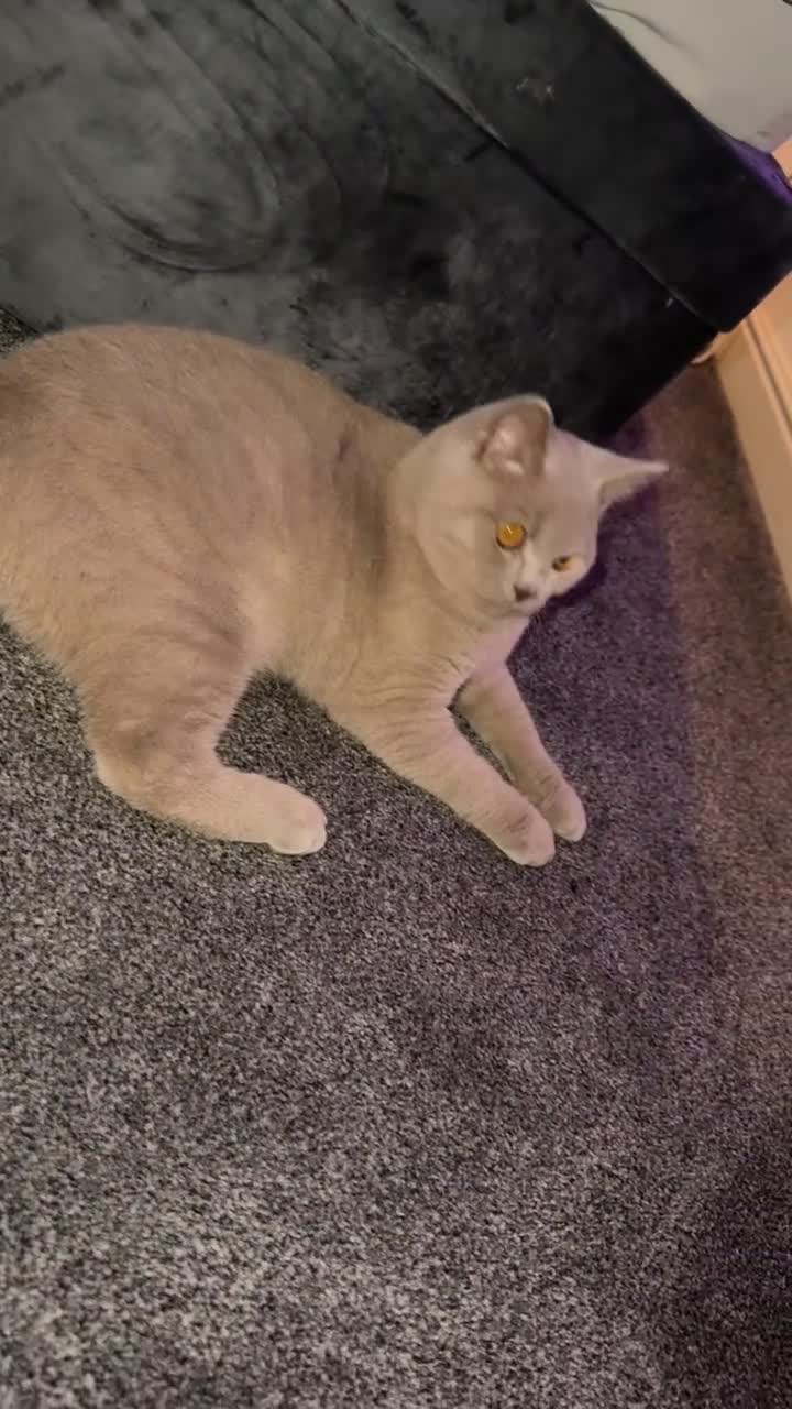 British Shorthair cats for sale: Male BsH  - Video 1