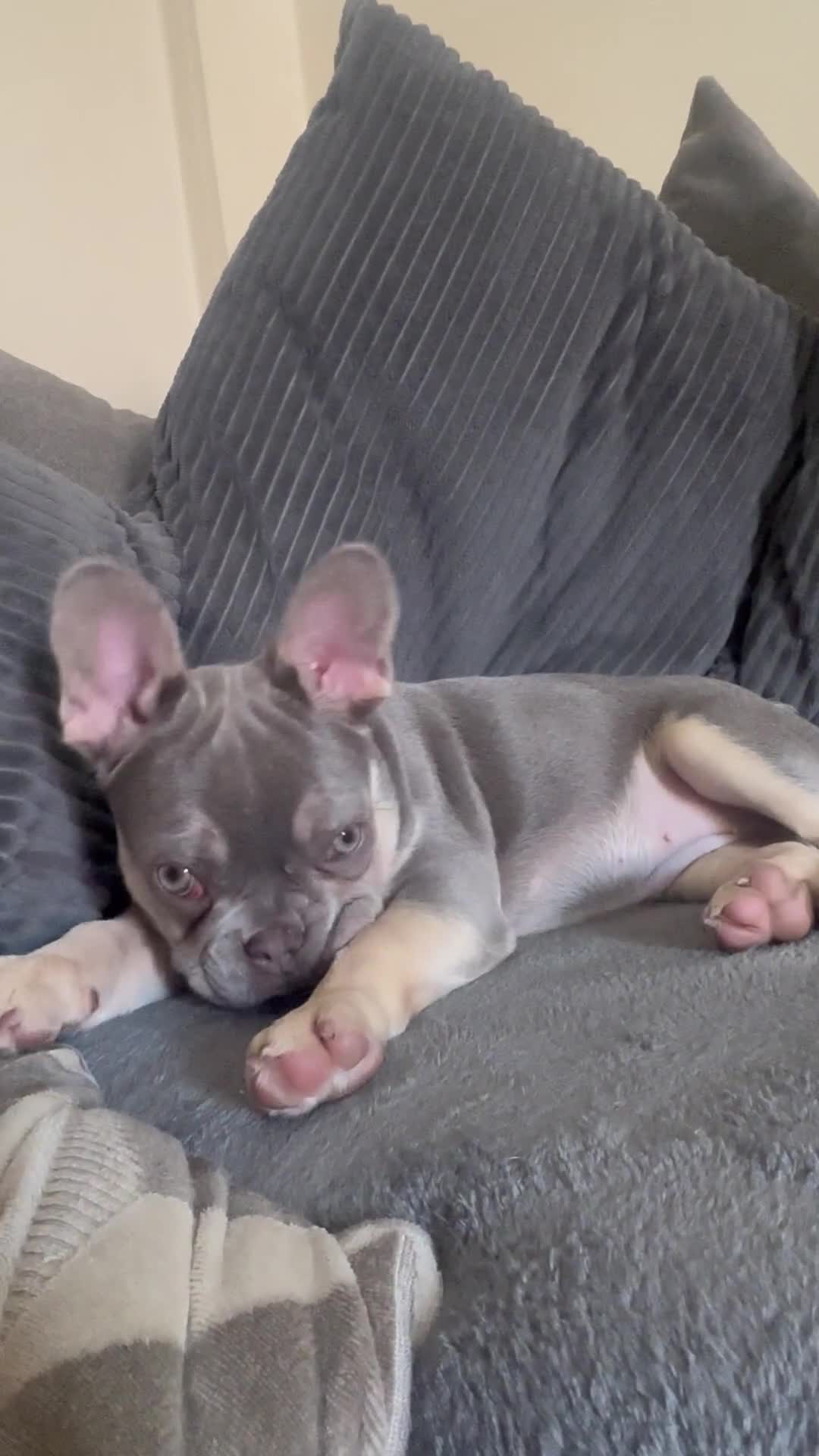 Dachshund dogs for sale: Miniature daschund and Isabella Frenchie  - Video 1