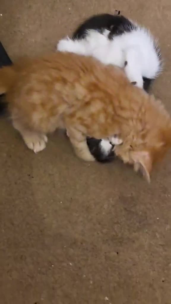 Mixed Breed cats for sale: A Beautiful male ginger kitten looking for a home! - Video 1