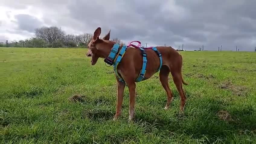 Ibizan Hound dogs for adoption: Cati a lovely calm girl who loves other dogs  - Video 2