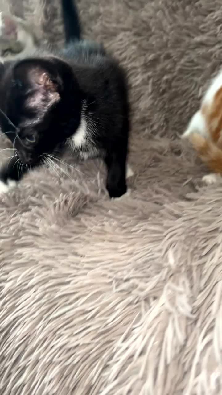 Mixed Breed cats for sale: 4 beautiful kittens  - Video 4