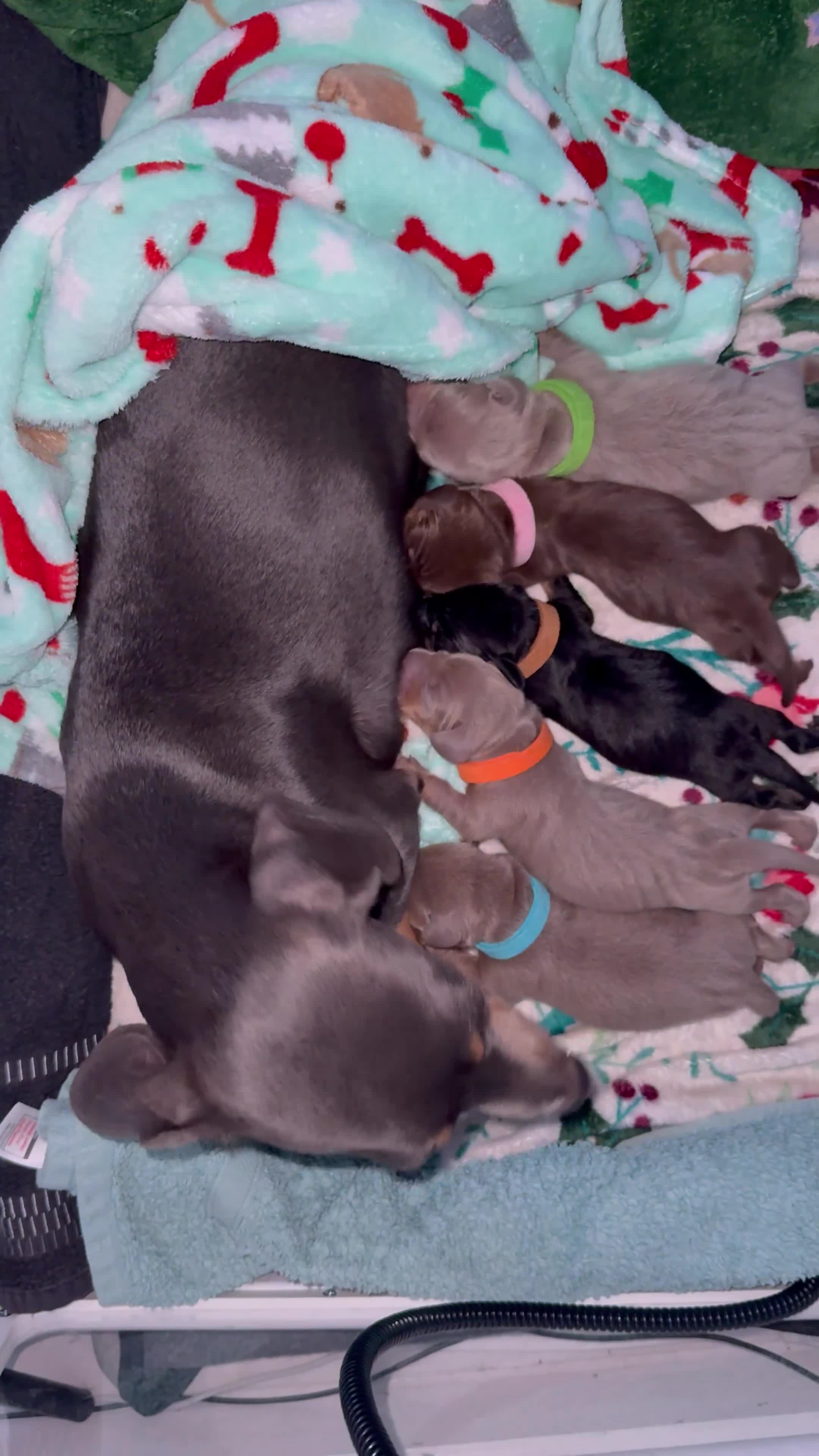 Miniature Dachshund dogs for sale: KC Miniature Dachshund short hair 4M 1F - Video 1