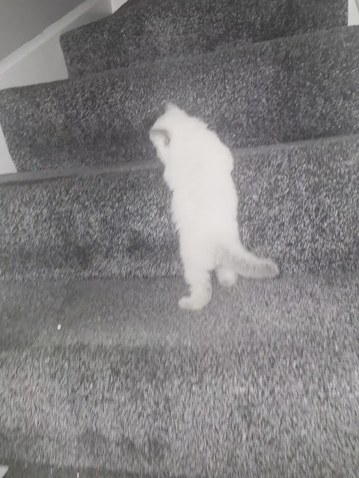 Ragdoll cats for sale: Pure blue point ragdoll kittens for sale - Video 1