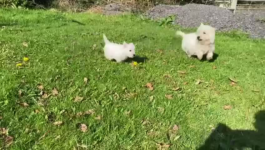 West Highland Terrier dogs for sale: Beautiful West Highland Boy ** READY NOW** - Video 1