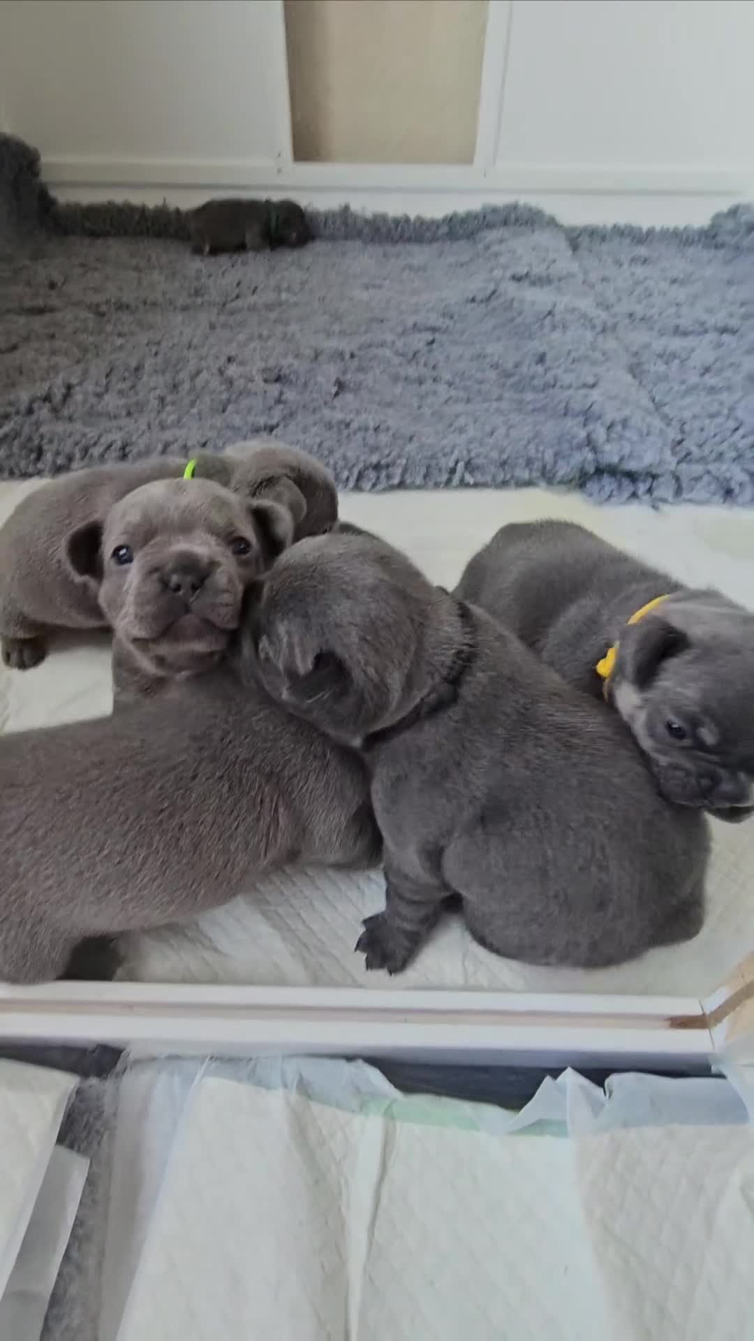 French Bulldog dogs for sale: Exceptional KC French Bulldog Puppies - Video 1