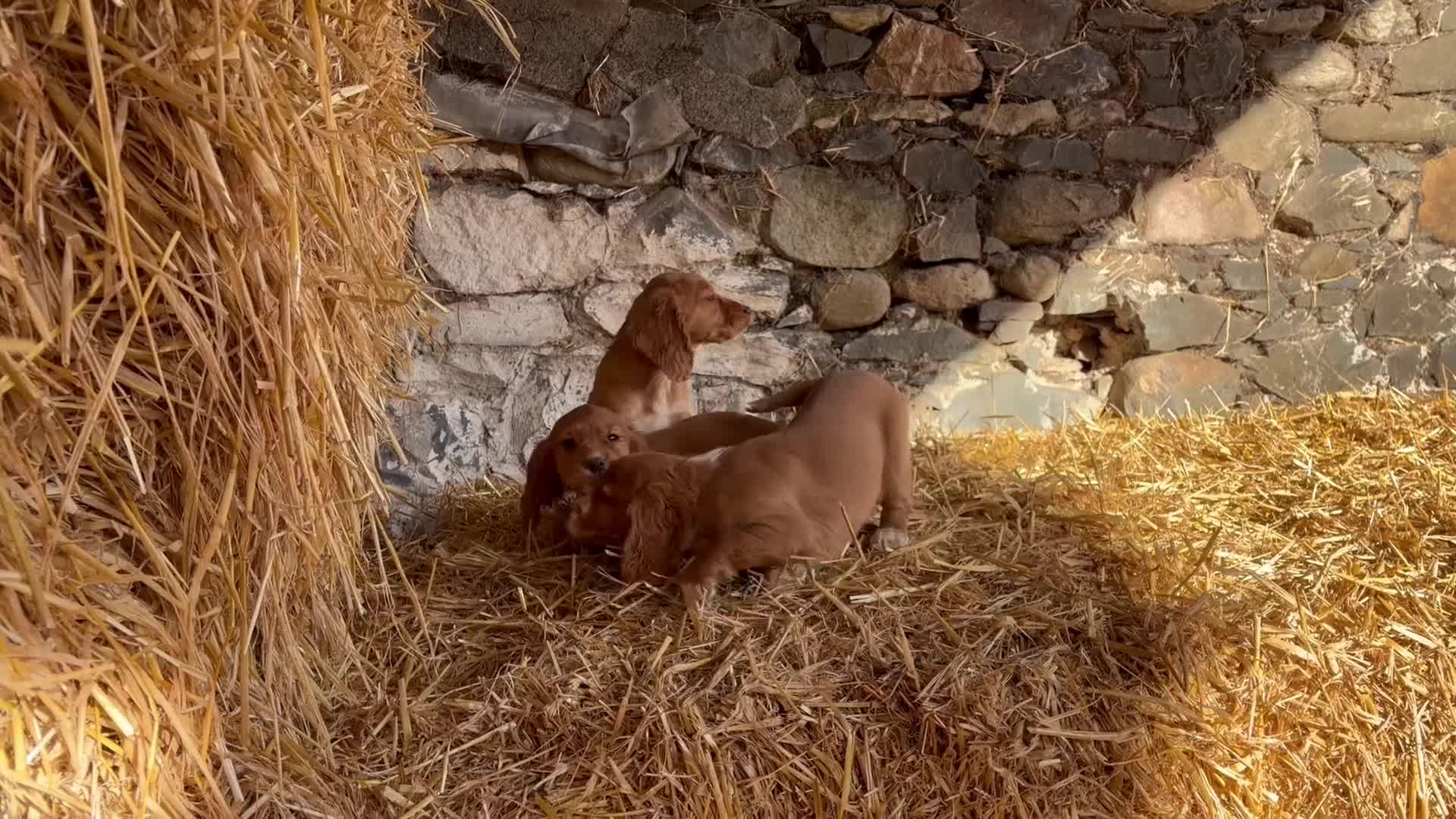Cocker Spaniel dogs for sale: Cocker spaniel pups - Video 2